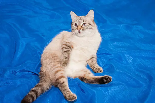 Photo of lady-cat of the Thai breed