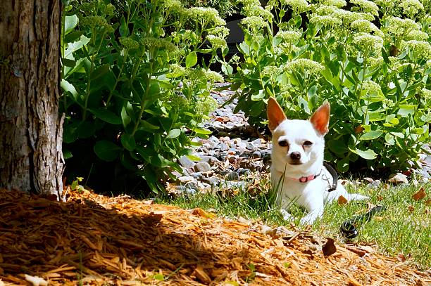 istock Healthy and happy dog 498998055