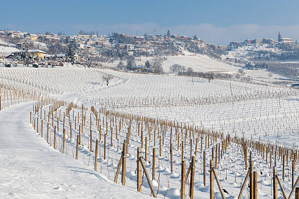 istock Vineyards covered with snow in Piedmont, Italy. 498998718
