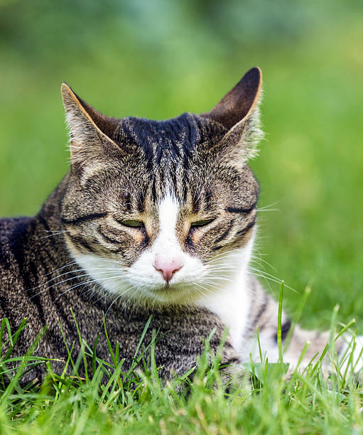 istock Cat lies on the grass 498998851
