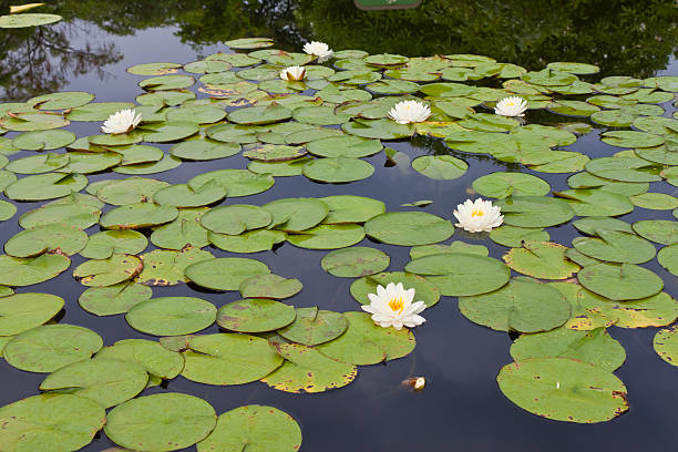 beautiful lotus with water