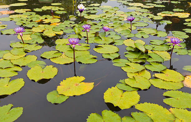 beautiful lotus with water