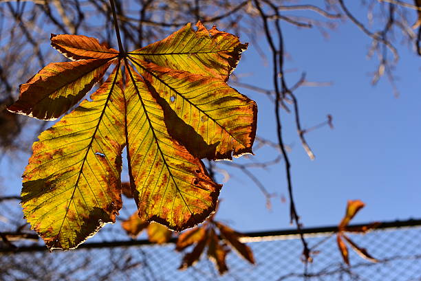 otoño - chainlink fence fence leaf leaf vein fotografías e imágenes de stock