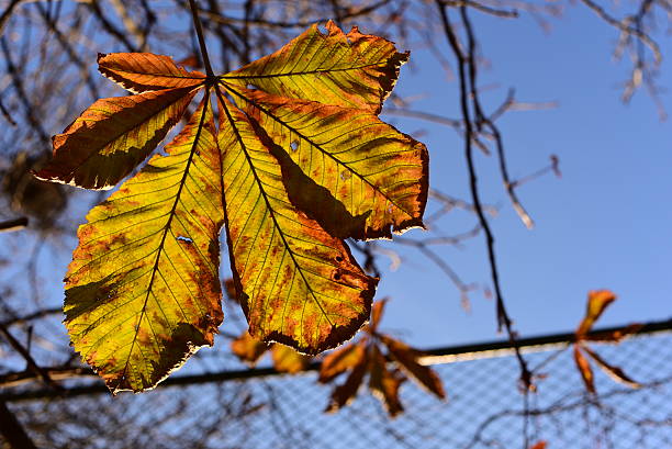 otoño colorido con hojas en - chainlink fence fence leaf leaf vein fotografías e imágenes de stock