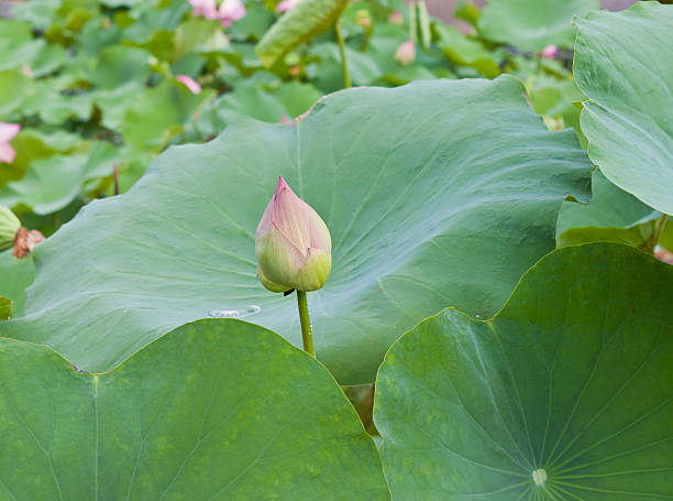 istock beautiful lotus with water 499000045