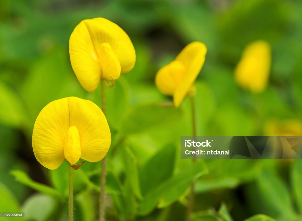 Pinto Peanut plant Small yellow flower blooming on the ground, Pinto Peanut plant Agricultural Field Stock Photo
