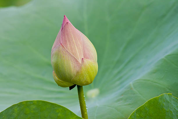istock beautiful lotus with water 499000317