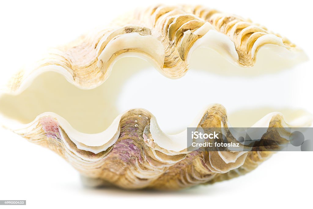 Sea shell The single sea shell isolated on white background Animal Stock Photo