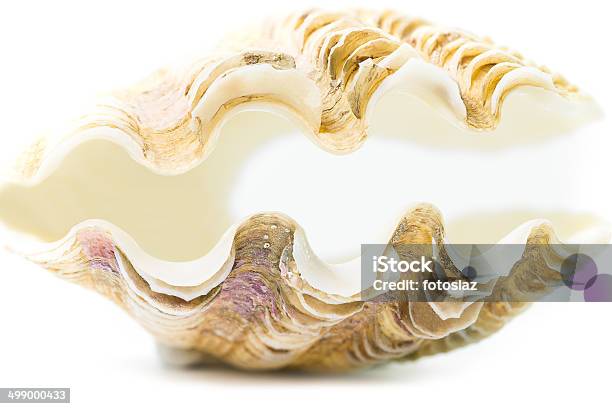 Sea Shell Stock Photo - Download Image Now - Animal, Animal Markings, Animal Shell