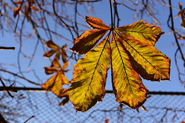 otoño abstracto - chainlink fence fence leaf leaf vein fotografías e imágenes de stock