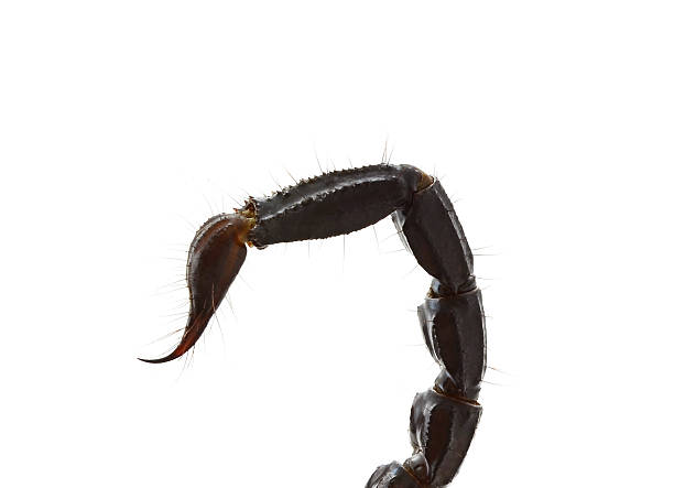 istock Scorpion of a white background. 499000544