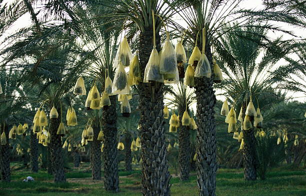 TUNISIA TRAVEL A date plantation in the oasis of Douz in the south of Tunisia in North Africa tunisia sahara douz stock pictures, royalty-free photos & images
