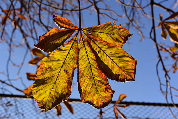 красочные листьев осенью - chainlink fence fence leaf leaf vein стоковые фото и изображения