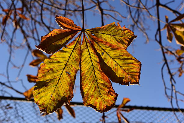 осенний фон с листьями осенью каштановое дерево - chainlink fence fence leaf leaf vein стоковые фото и изображения