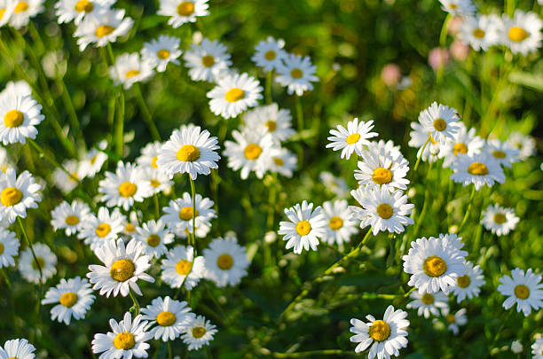 istock Medical Flowers #5 499001393