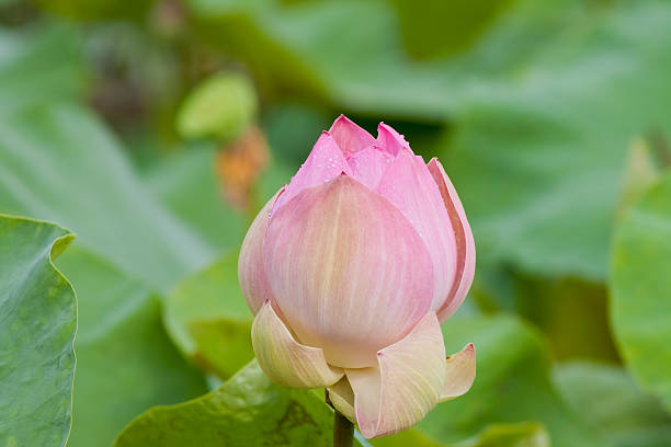 istock beautiful lotus with water 499001877