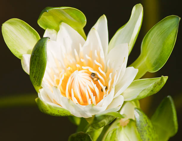 istock beautiful lotus with water 499002073