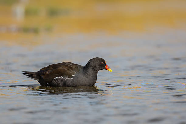 Adult Moorhen swimming An adult Moorhen (Gallinula chloropus) swimming in rippled water with golden reflection on the water moorhen bird water bird black stock pictures, royalty-free photos & images