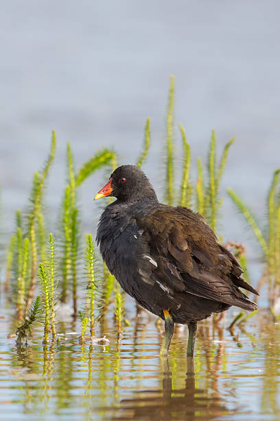 Adult Moorhen standing in pond An adult Moorhen (Gallinula chloropus) standing amongst mares-tail vegetation on a pond moorhen bird water bird black stock pictures, royalty-free photos & images