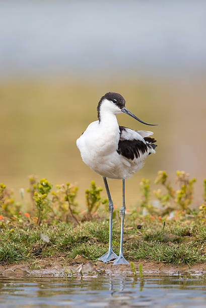 Avocet standing on a bank An Avocet (Recurvirostra avosetta) standing on the shoreline, against a blurred natural background. waist deep in water stock pictures, royalty-free photos & images