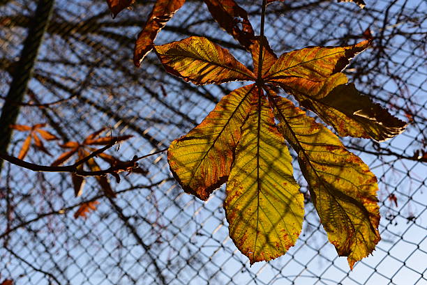 осень абстрактный осенний фон - chainlink fence fence leaf leaf vein стоковые фото и изображения