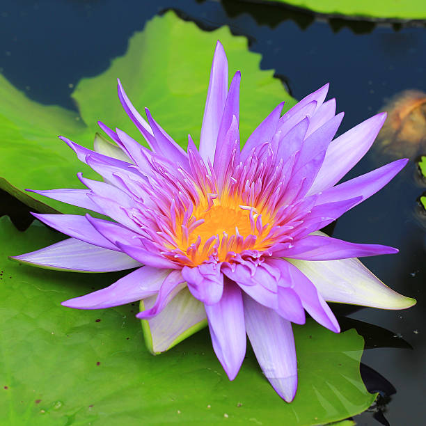 istock lotus flower blossom 499002738