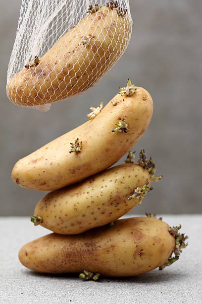 patata creciente largo tiempo mantenga - red potato raw potato market red fotografías e imágenes de stock