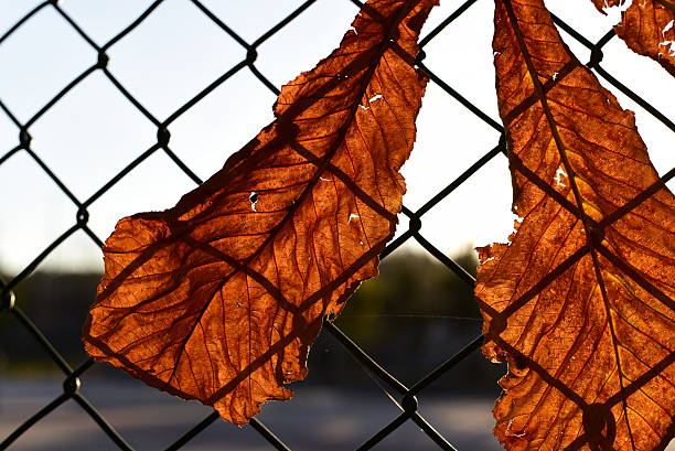 золотые листьев осенью - chainlink fence fence leaf leaf vein стоковые фото и изображения