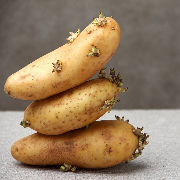 patata creciente largo tiempo mantenga - red potato raw potato market red fotografías e imágenes de stock