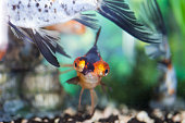 fische-im-aquarium.jpg?b=1&s=170x170&k=20&c=x5T0vp_AVIUZX4-7C9JfOn1Vx23bwKHr6G4LZ5UDvHU=