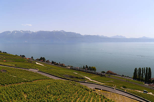 istock Lavaux vineyards on Lake Geneva, Switzerland 499005388