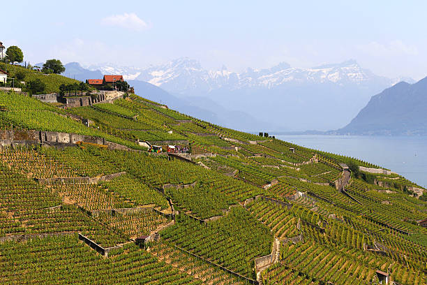 istock Lavaux vineyards on Lake Geneva, Switzerland 499005516