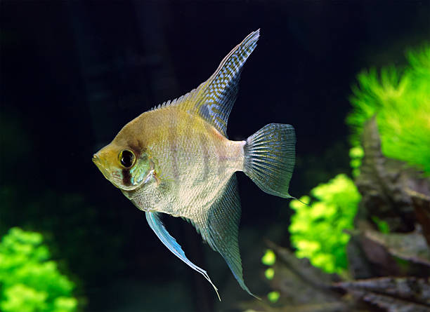 istock Aquarium the angelfish 499007390