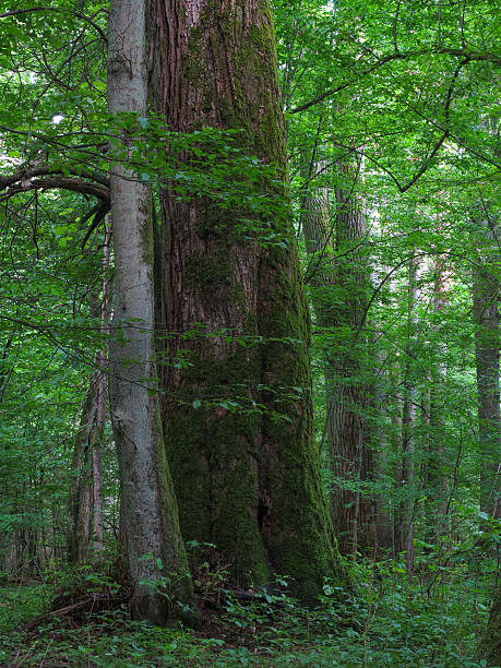 istock Monumental linden tree of Bialowieza Forest 499019946