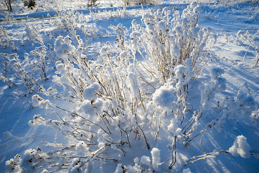Beautiful shrub in snow decoration bright Sunny day