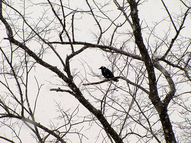 istock Crow Sits on Snow Covered Tree During Snow Storm 499021986