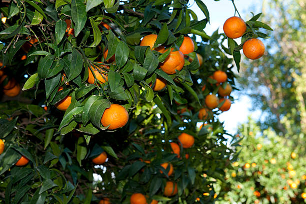 istock Tangerines against the blue sky 499025648