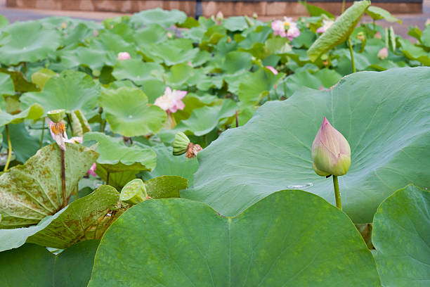 beautiful lotus with water