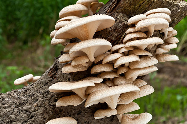 istock The wild mushroom on the tree 499026937