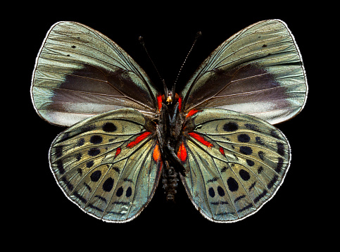 A multi coloured butterfly photographed against a black background.