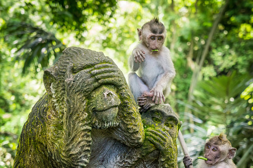 A young adolescent Japanese Macaque Monkey enjoying the afternoon sun on a log roof in nature. Looks to be waving hello!