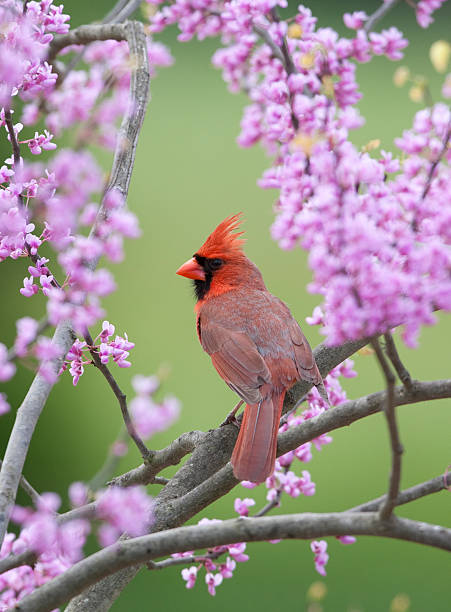 uccello canoro in primavera - cardinale uccello foto e immagini stock