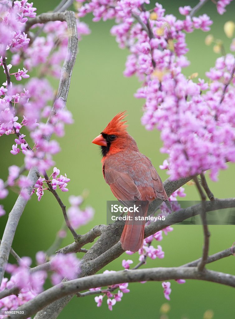 Songbird in Spring Northern Cardinal, in spring Red Bud Tree Springtime Stock Photo