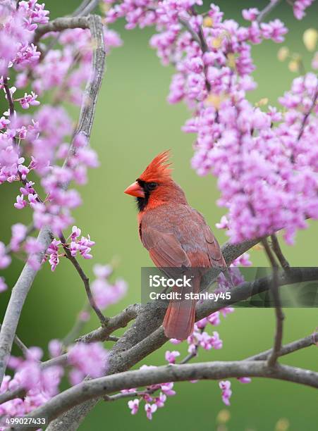 Songbird In Spring Stock Photo - Download Image Now - Springtime, Bird, Cardinal - Bird