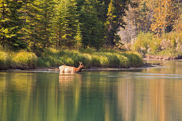 istock Elk swimming in the Bow river 499027512