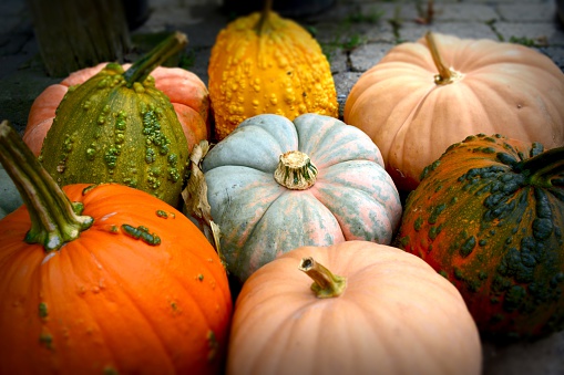 Pile of Pumpkins! These ripe, plump beauties were perfect for the picking. Royalty free stock image.