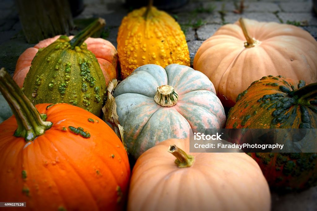 Pile of Pumpkins Pile of Pumpkins! These ripe, plump beauties were perfect for the picking. Royalty free stock image. Pumpkin Stock Photo