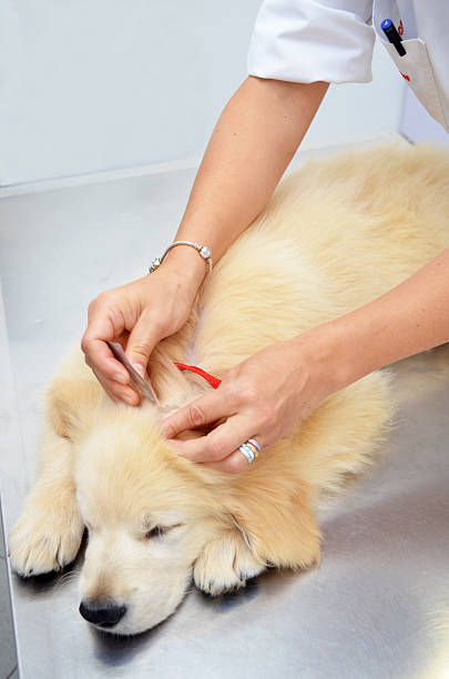 perro de pulgas veterinario a cargo de - examining medicine healthcare and medicine beauty in nature fotografías e imágenes de stock