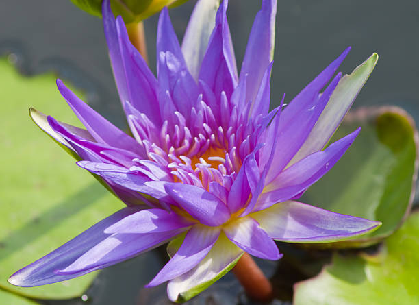 beautiful lotus with water