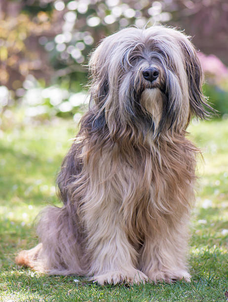 istock Male Tibetan Terrier Dog 499027903